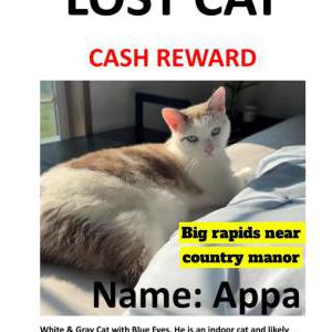 Lost Cat Appa