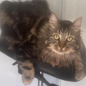 Lost Cat Hamilton