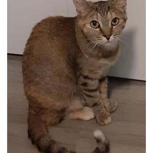 Image of Dimitria (Dimi), Lost Cat