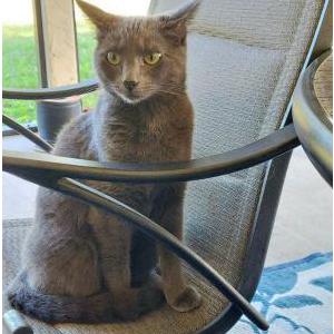 Lost Cat Dash
