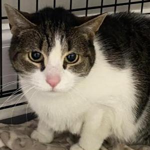Found Cat Unknown