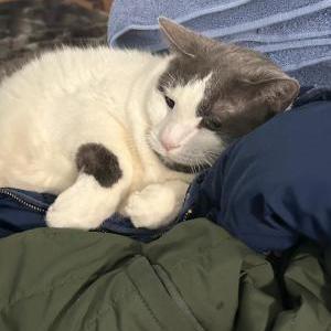 Lost Cat Newbert