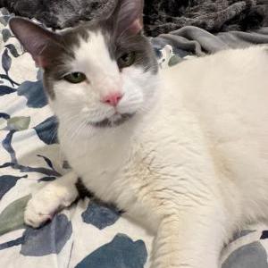 2nd Image of Newbert, Lost Cat
