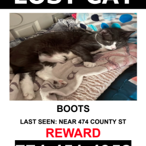 Lost Cat Boots