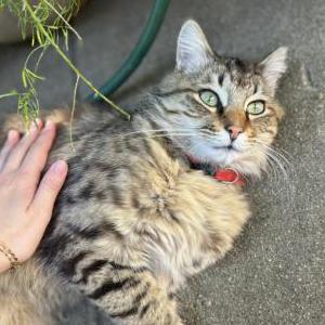 Lost Cat Tigre