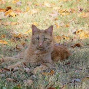 Lost Cat Wodin