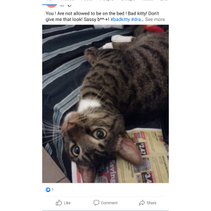 Image of Steph, Lost Cat