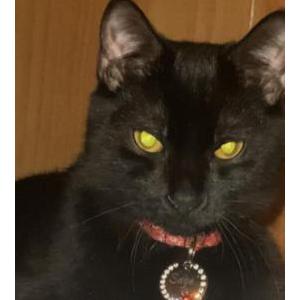 Image of Sage, Lost Cat