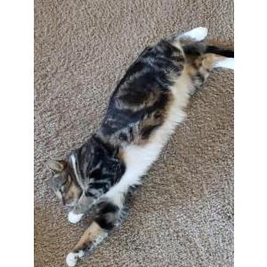 Lost Cat Loki