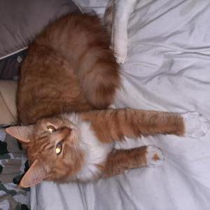 Lost Cat Mongo