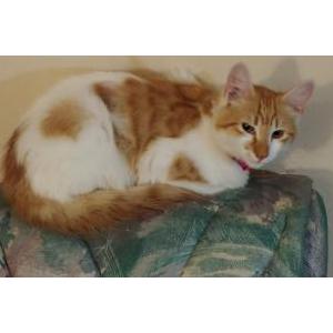 Lost Cat Loli