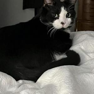Lost Cat Sylvester
