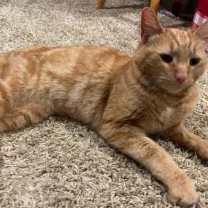 Found Cat Unknown