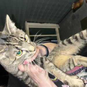 Found Cat Unknown