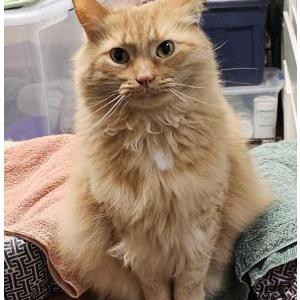 Lost Cat Carrot