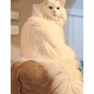 Lost Cat Raine