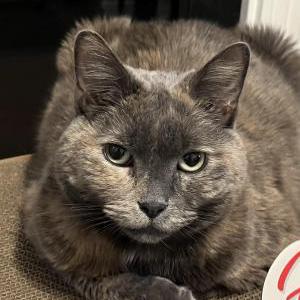Lost Cat Baby