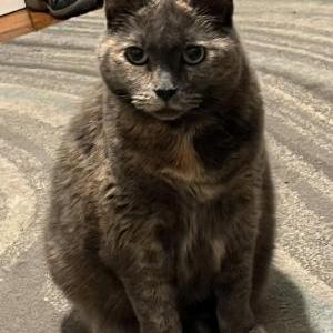 2nd Image of Baby, Lost Cat