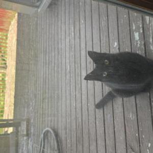 Lost Cat Benito