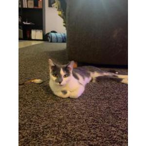 Lost Cat Indigo
