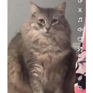 Lost Cat Coco