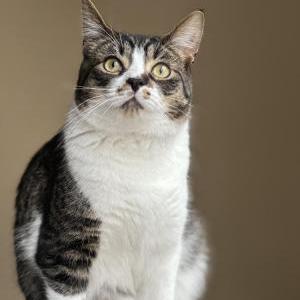 Lost Cat Apollo