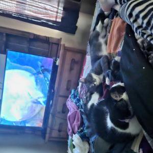 Lost Cat Houdini White