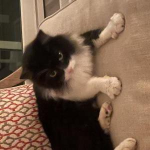 Found Cat Unknown