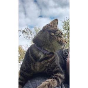 Lost Cat SJ