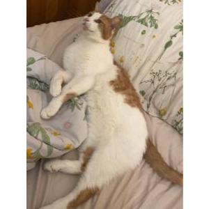 Lost Cat Sunbeam
