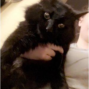 Lost Cat Fluff