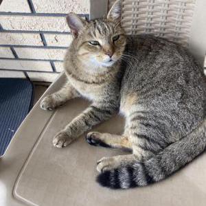 Lost Cat Babygirl
