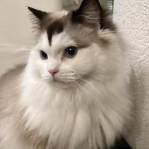 Lost Cat Sprinkles