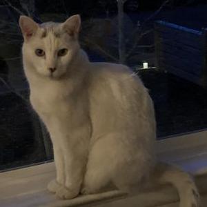 Image of Asher, Lost Cat