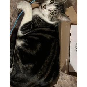 Lost Cat Simba