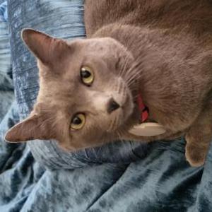 Lost Cat Mina