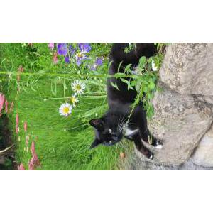 Lost Cat Squeaks