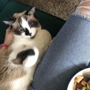 Lost Cat Kishindo