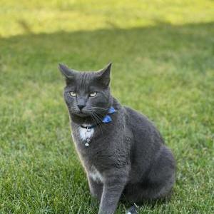 Image of Chikilean, Lost Cat
