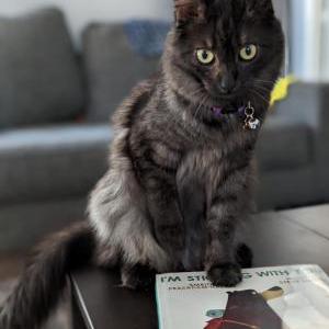 Lost Cat Silky