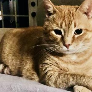 Lost Cat Simba