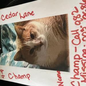 Image of Champ, Lost Cat