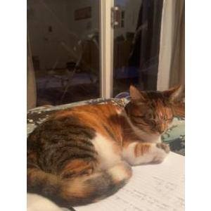 Image of Tiva, Lost Cat