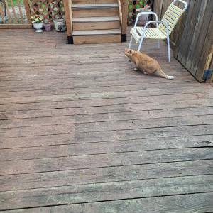 Found Cat Unknown