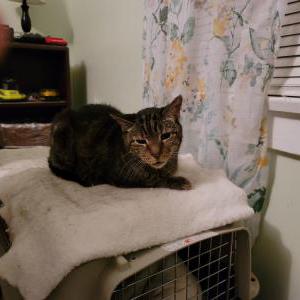 Lost Cat Fred