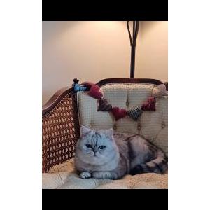 Lost Cat Morris