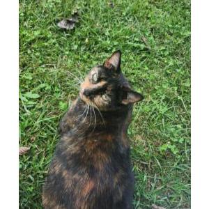 Lost Cat KitKat