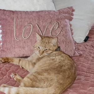 Lost Cat lincoln