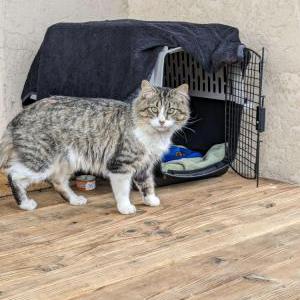 Found Cat Unknown