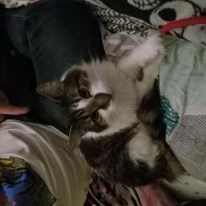 Lost Cat Edward